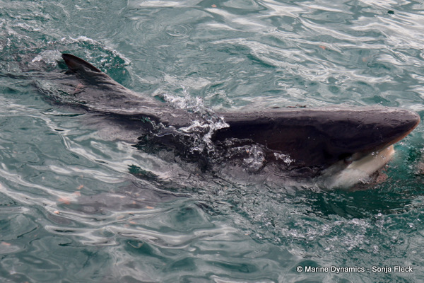 Bronze whaler shark, South Africa