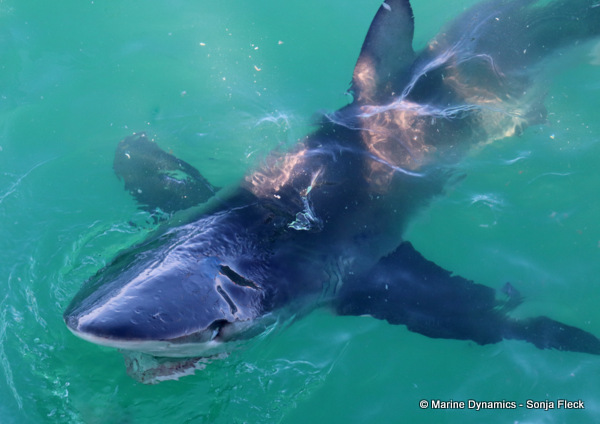 Bronze whaler shark, South Africa