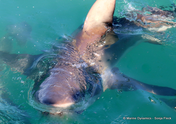 Bronze whaler shark, South Africa