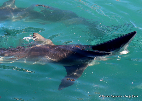 Bronze whaler shark, South Africa