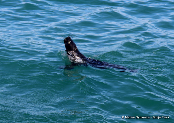 Cape fur seal, South Africa