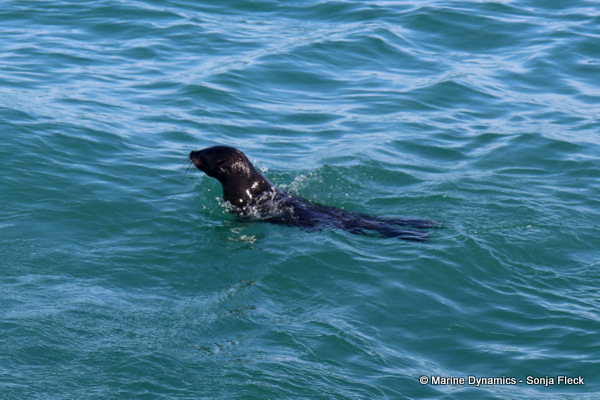 Cape fur seal, South Africa