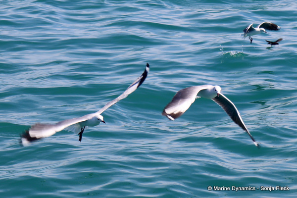 Flying Gulls, South Africa