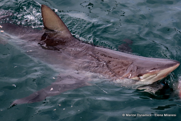 Bronze whaler shark, South Africa