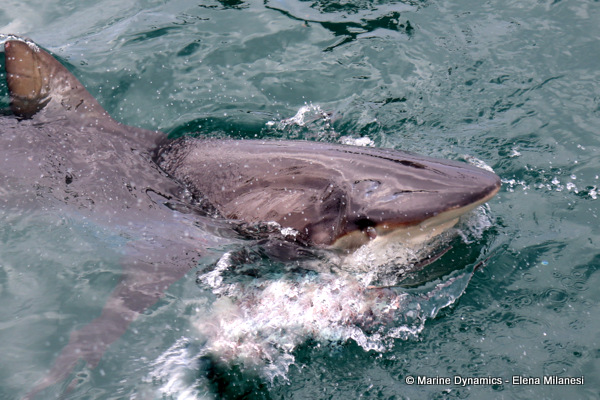 Bronze whaler shark, South Africa