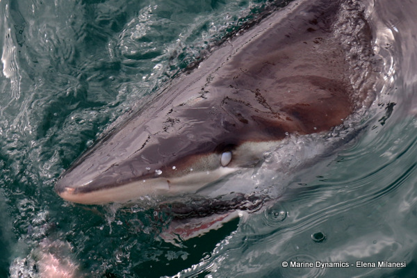 Bronze whaler shark, South Africa