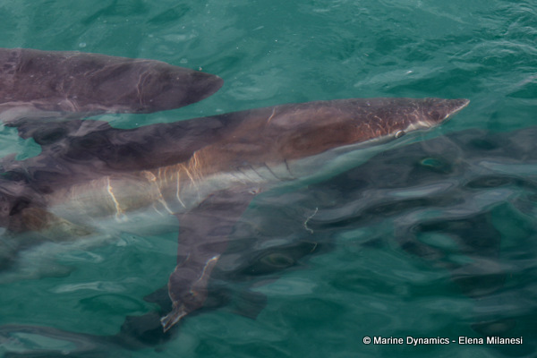 Bronze whaler sharks, South Africa