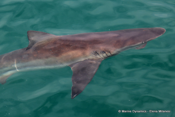 Bronze whaler shark, South Africa