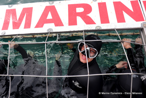 Shark cage diving, South Africa