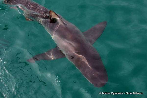 Bronze whaler shark, South Africa