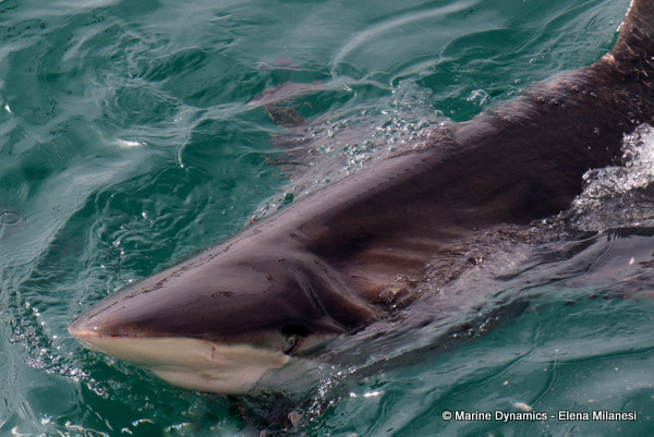 Bronze whaler shark, South Africa
