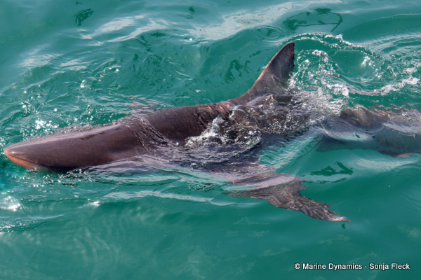 Bronze whaler shark, South Africa