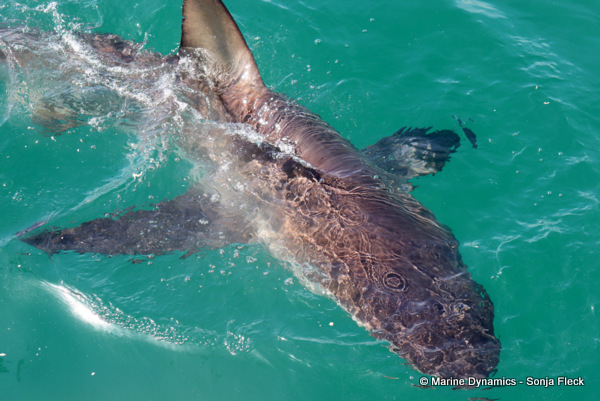 Bronze whaler shark, South Africa