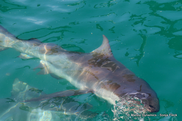 Bronze whaler shark, South Africa