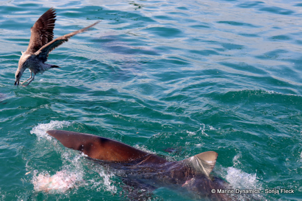 Bronze whaler shark, South Africa