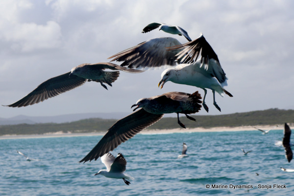 Cape gulls, South Africa