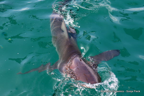 Bronze whaler shark, South Africa