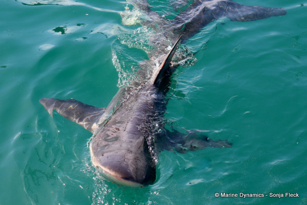 Bronze whaler shark, South Africa