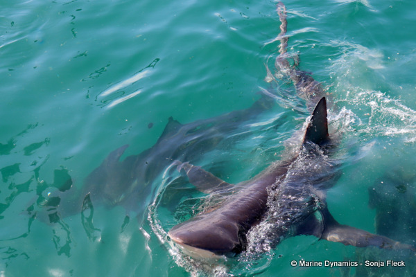 Bronze whaler shark, South Africa