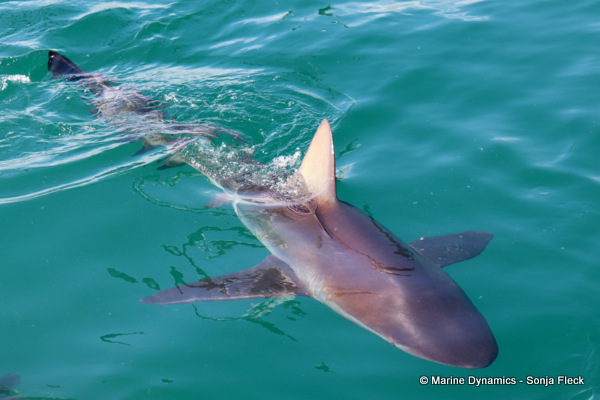 Bronze whaler shark, South Africa