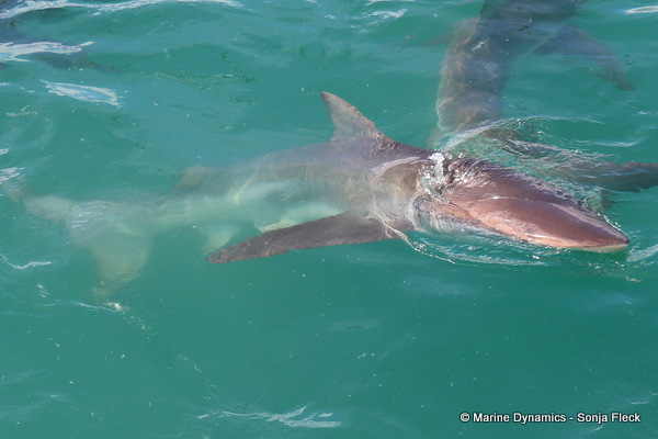 Bronze whaler shark, South Africa