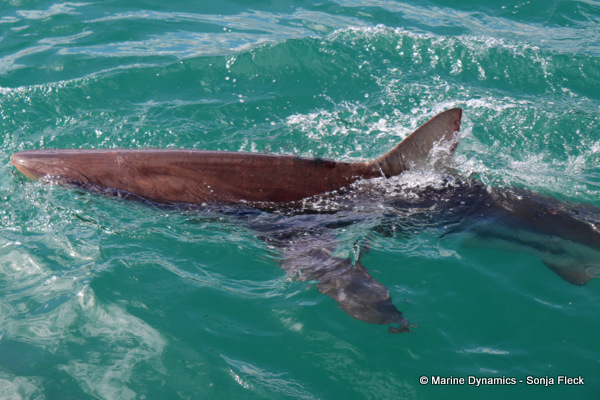 Bronze whaler shark, South Africa
