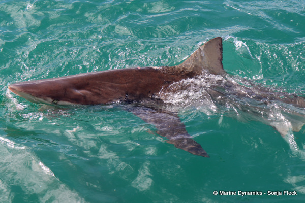 Bronze whaler shark, South Africa