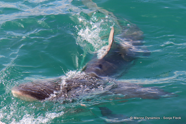 Bronze whaler shark, South Africa