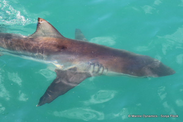 Bronze whaler shark, South Africa