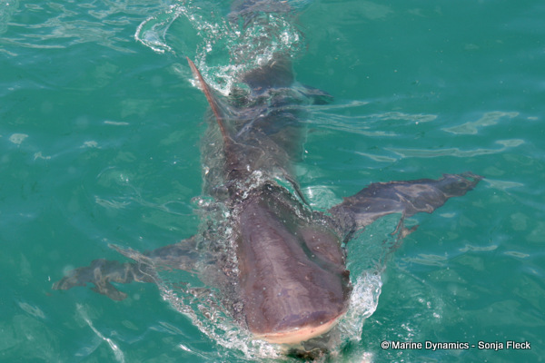 Bronze whaler shark, South Africa