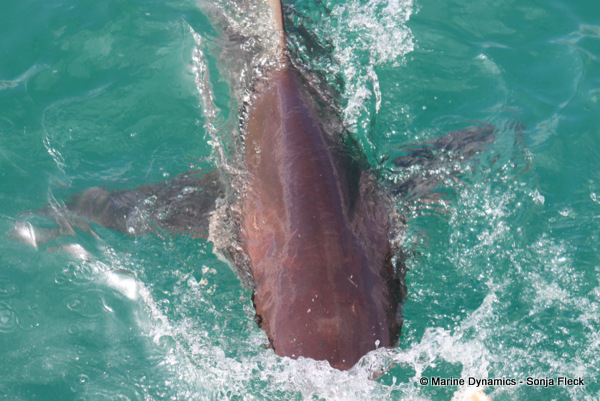 Bronze whaler shark, South Africa