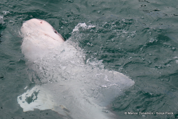 seven-gill shark, South Africa
