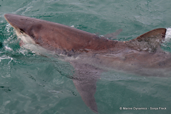 Bronze whaler shark, South Africa