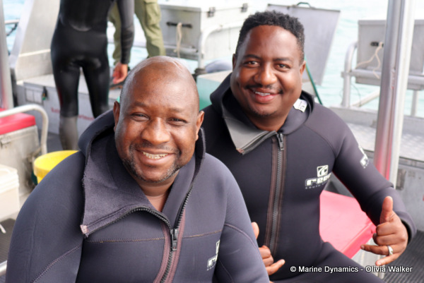 shark cage diving, South Africa