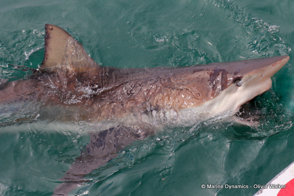 Bronze Whaler shark, South Africa