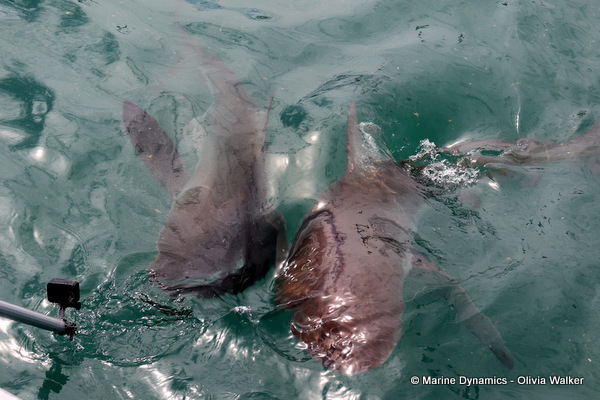 Bronze Whaler shark, South Africa