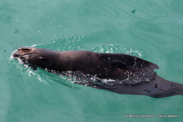 Cape Fur seal, South Africa