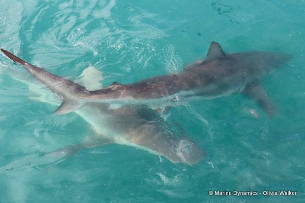 Bronze Whaler shark, South Africa