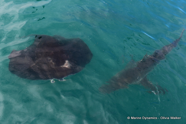 Bronze whaler shark & Short-tail stingray, South Africa
