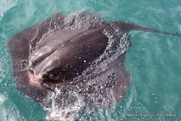 short-tail ray, South Africa