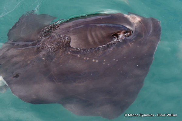 short-tail stingray, South Africa