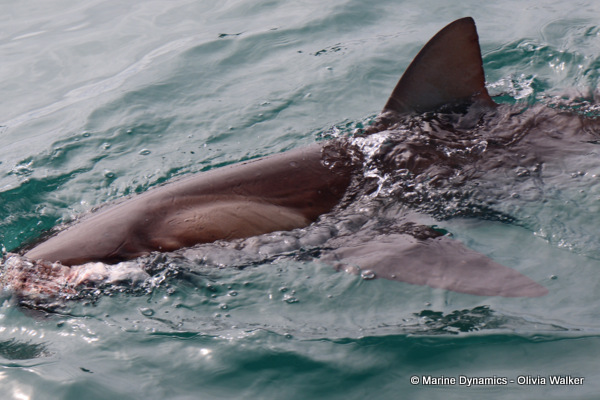 Bronze whaler shark, South Africa