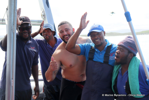 shark cage diving, South Africa