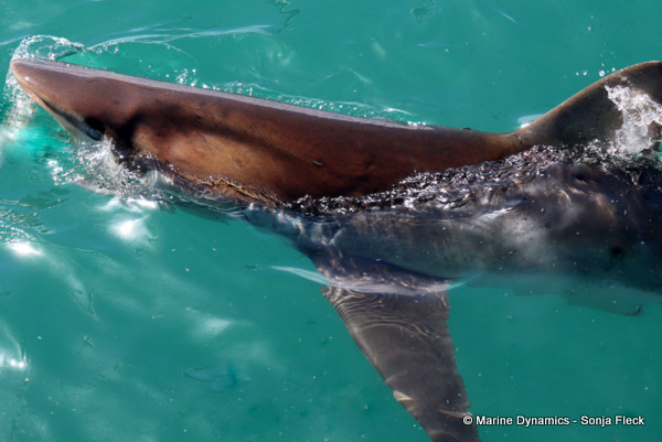 Bronze whaler shark, South Africa