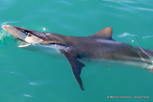 Bronze whaler shark, South Africa