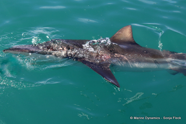 Bronze whaler shark, South Africa