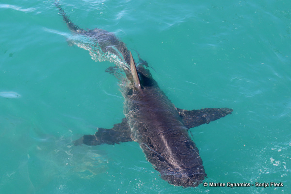Bronze whaler shark, South Africa