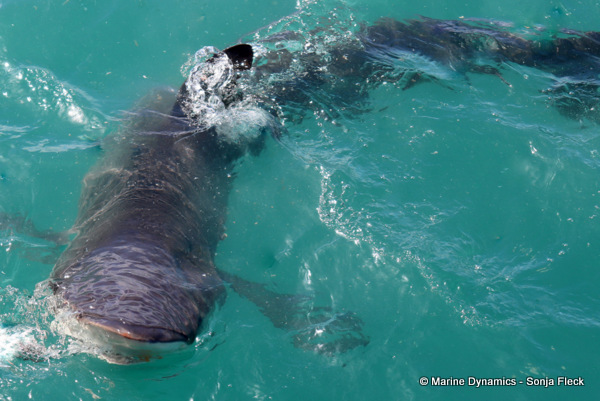 Bronze whaler shark, South Africa