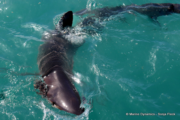Bronze whaler shark, South Africa