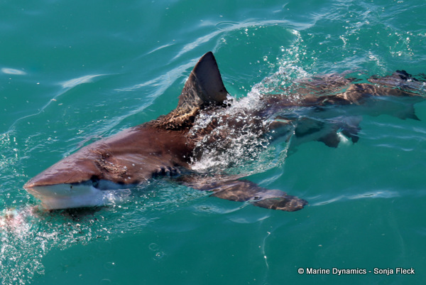 Bronze whaler shark, South Africa